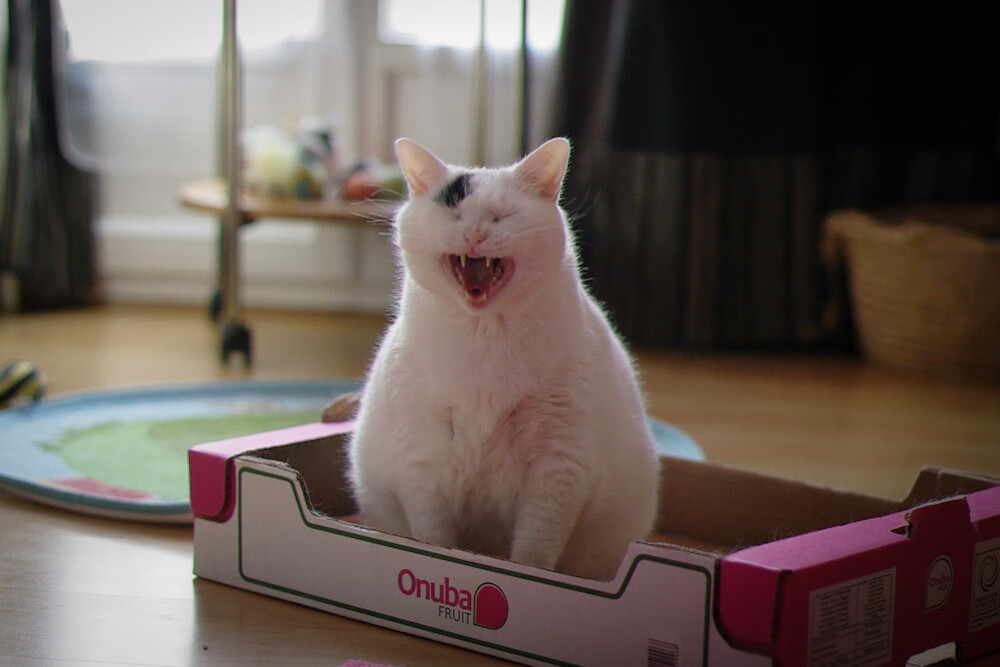 职业联赛未建立球迷意见反馈制度,没职业联赛